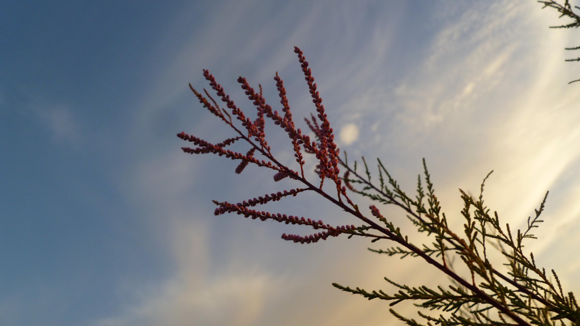 Fonds d'cran Nature Plantes - Arbustes Tamaris