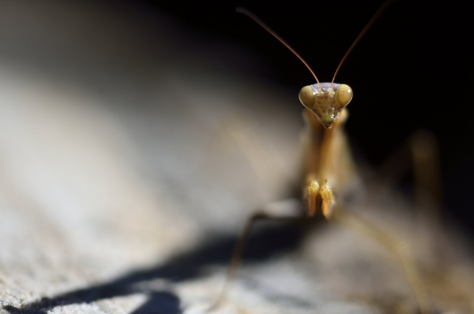 Wallpapers Animals Insects - Mantis Tu veux ma photo ?