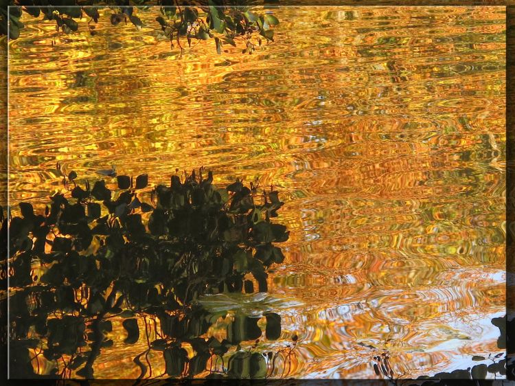 Wallpapers Nature Water - Reflection Etang de Saint Cucufa