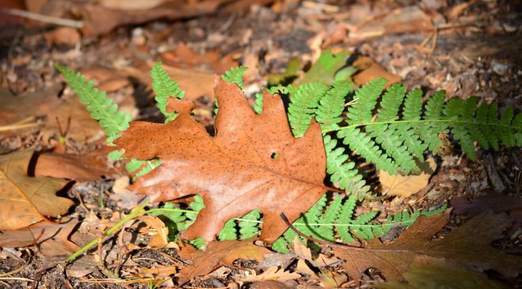 Fonds d'cran Nature Saisons - Automne Wallpaper N319304