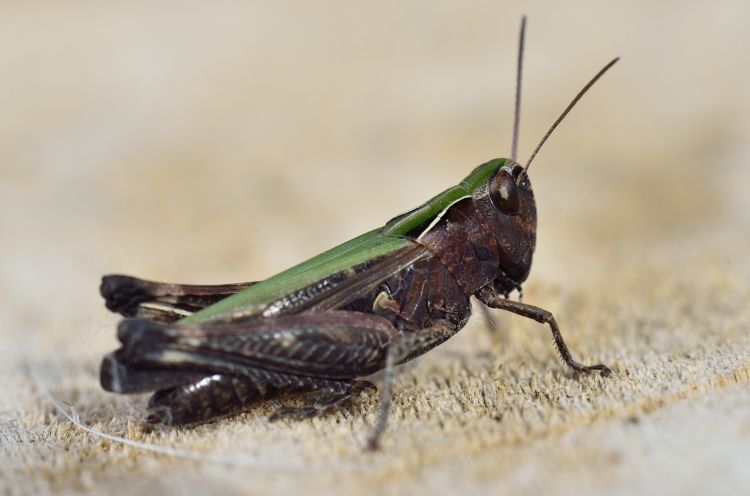 Wallpapers Animals Insects - Locusts cri-cri d'automne