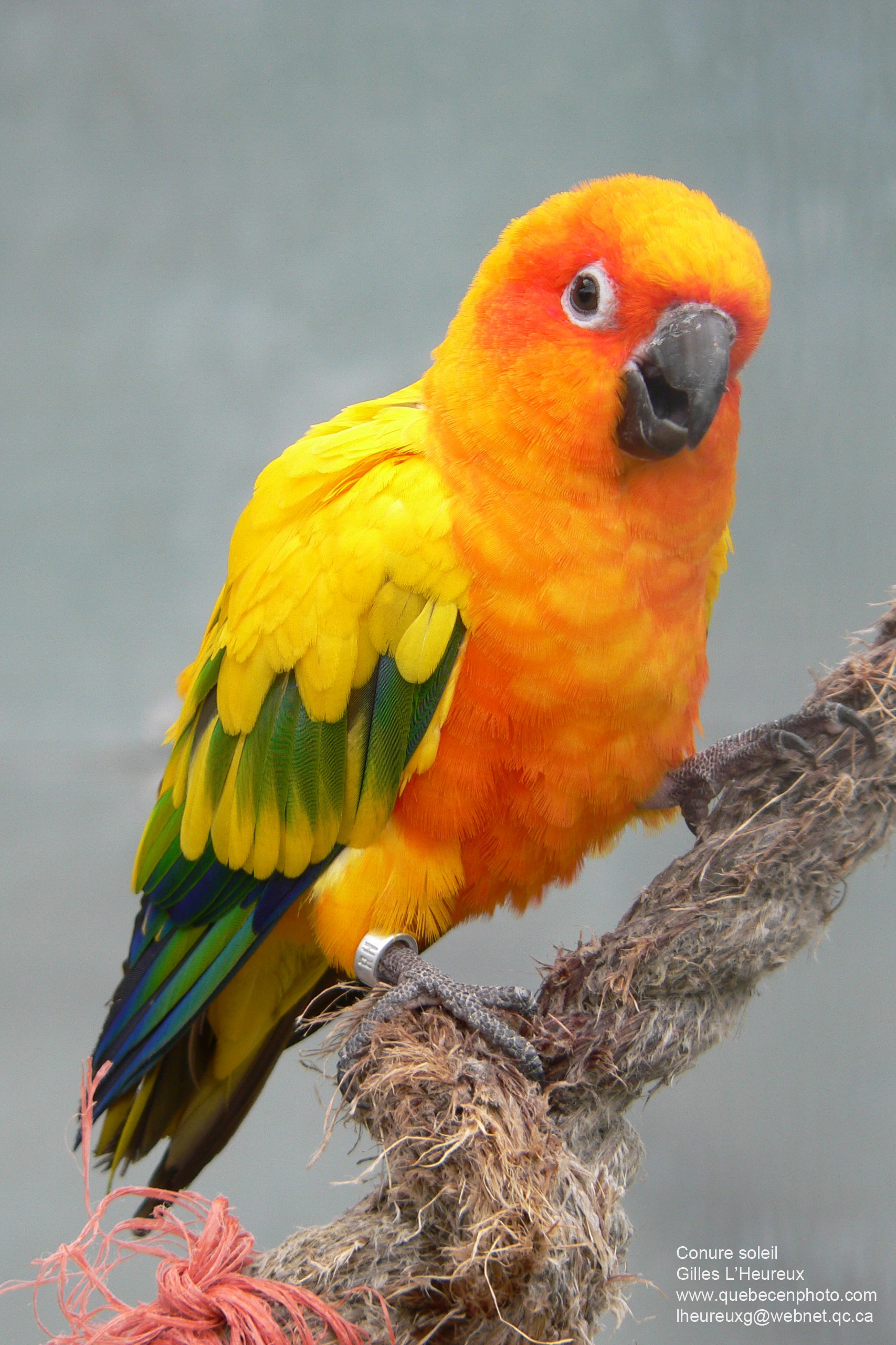 Fonds d'cran Animaux Oiseaux - Conures Conure soleil