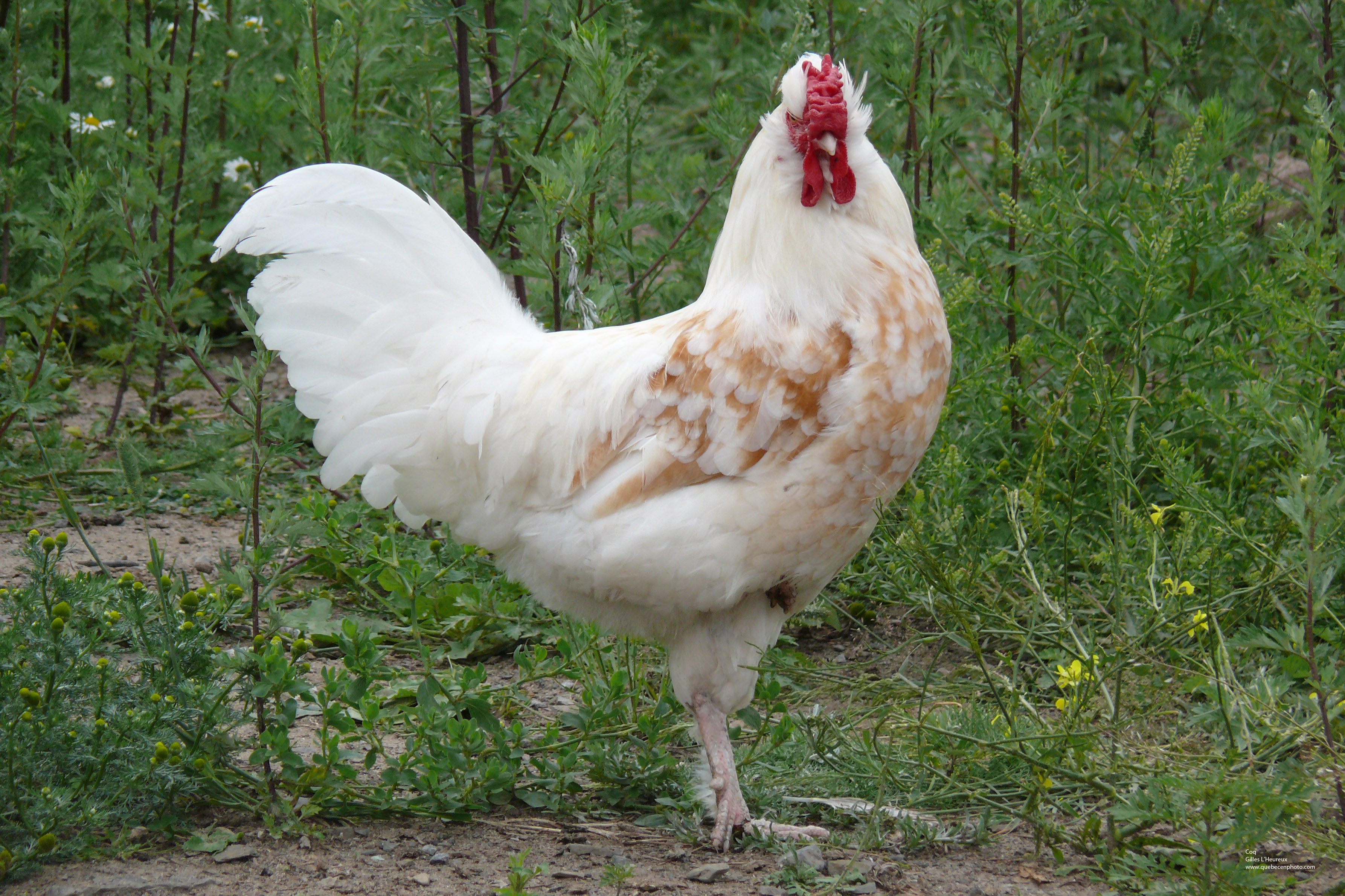 Fonds d'cran Animaux Oiseaux - Poules et Coqs Coq