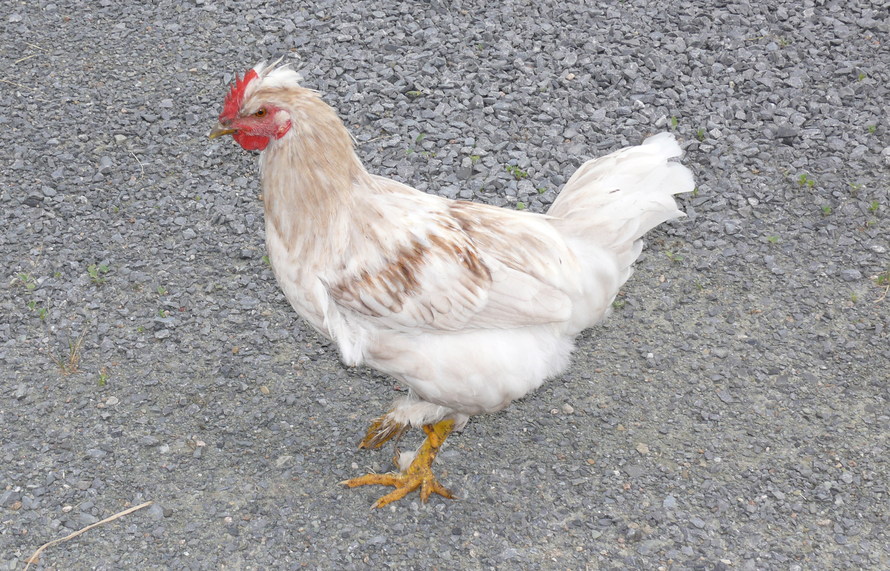 Fonds d'cran Animaux Oiseaux - Poules et Coqs Coq