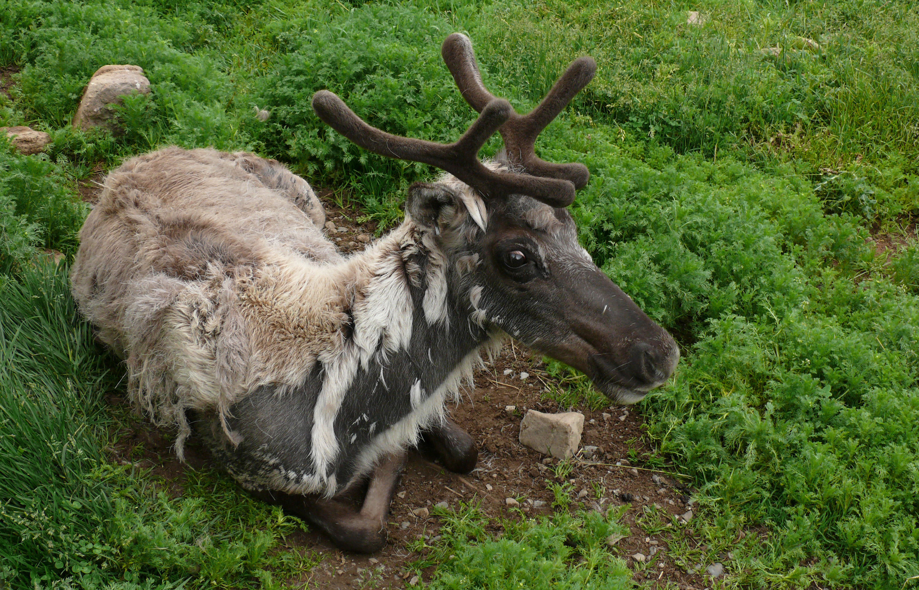 Fonds d'cran Animaux Cervids Caribou