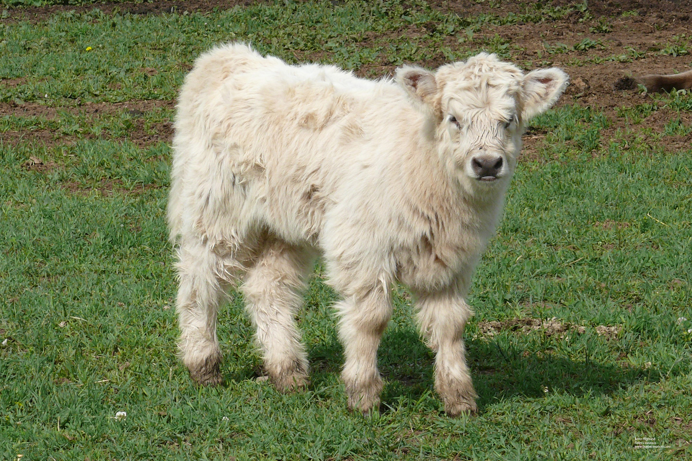 Fonds d'cran Animaux Vaches - Taureaux - Boeufs Bovin Heighland