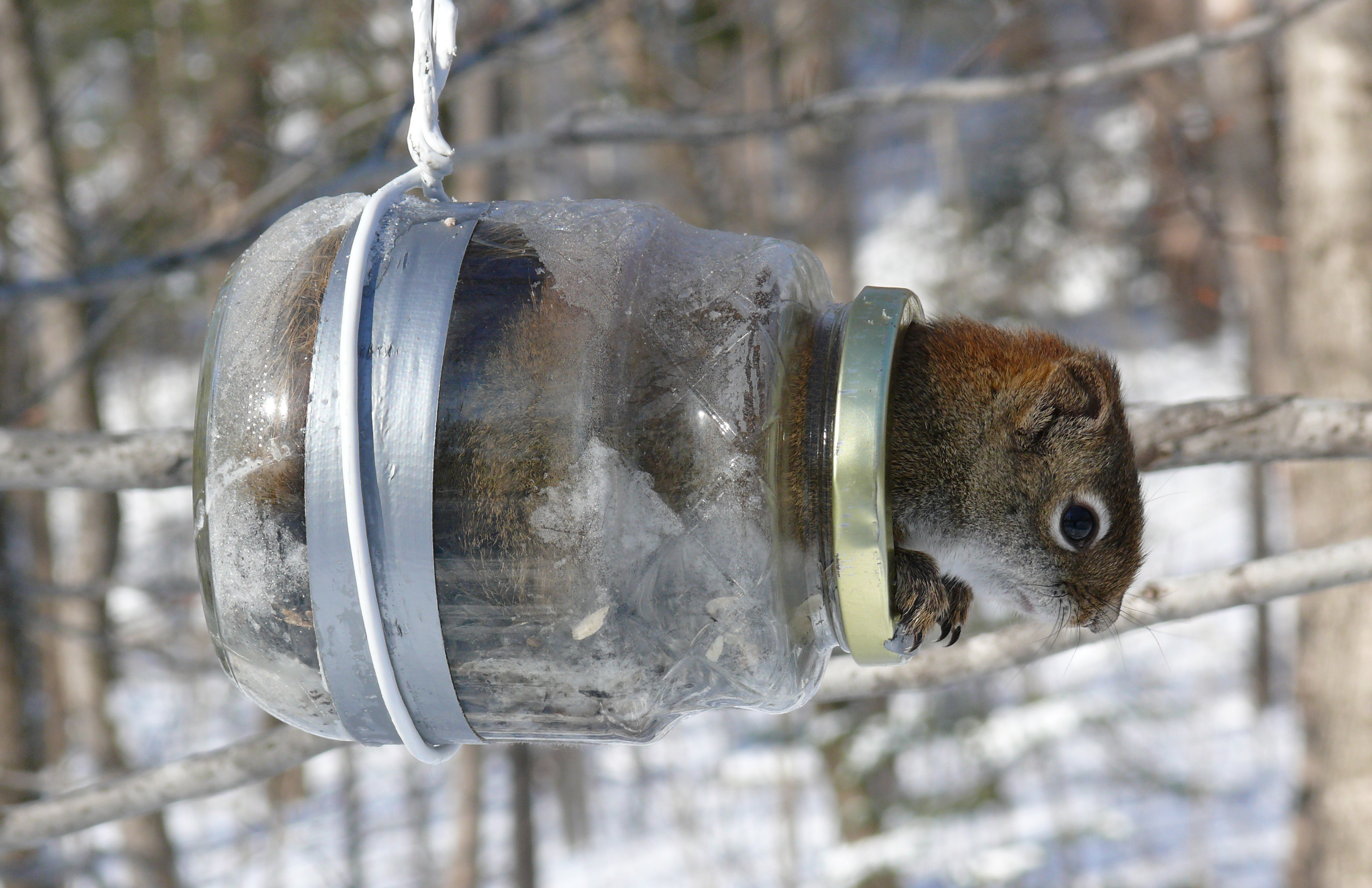 Wallpapers Animals Rodents - Squirrels cureuil