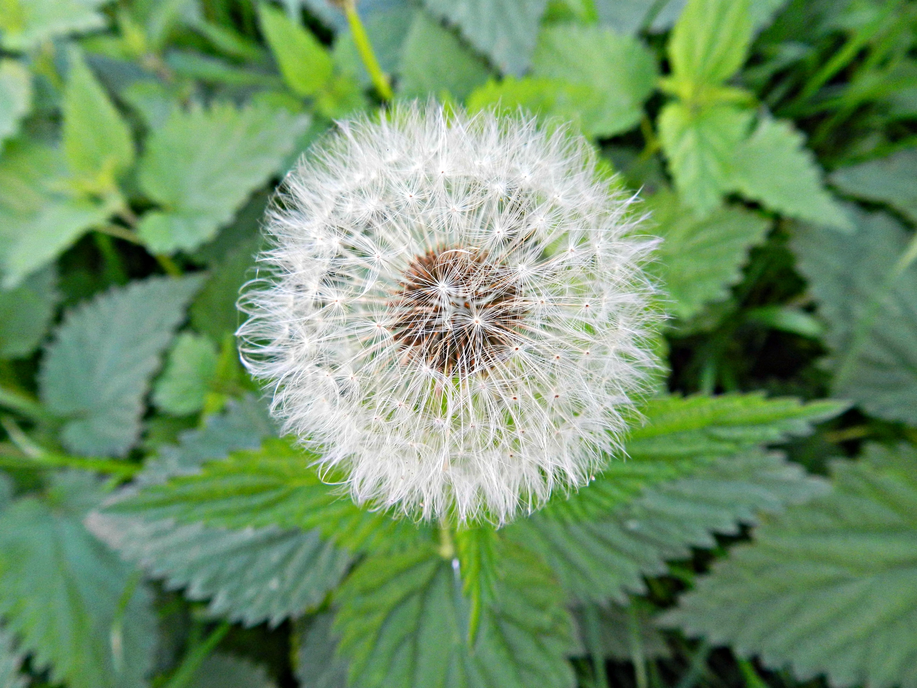 Fonds d'cran Nature Fleurs 