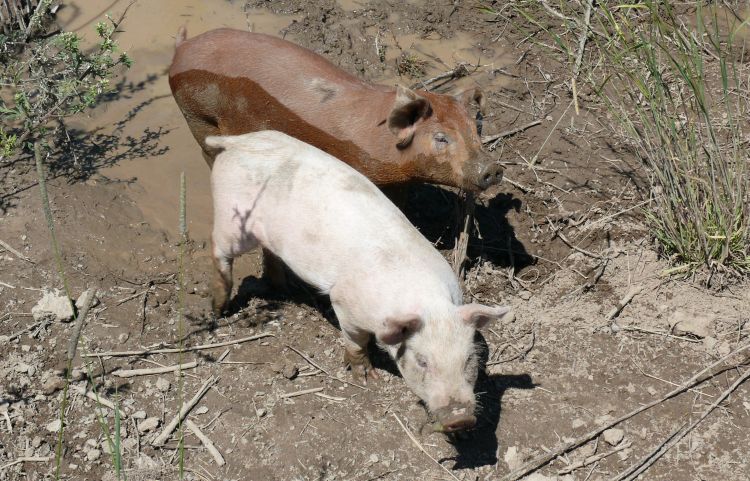 Fonds d'cran Animaux Cochons Cochon