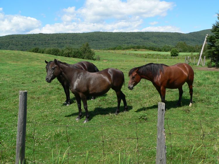 Fonds d'cran Animaux Chevaux Chevaux