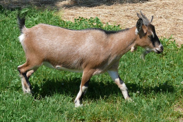 Wallpapers Animals Goats Chèvre