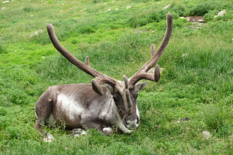 Fonds d'cran Animaux Cervids Caribou