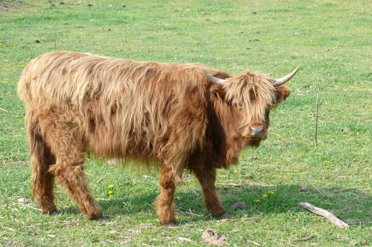 Fonds d'cran Animaux Vaches - Taureaux - Boeufs Bovin Heighland