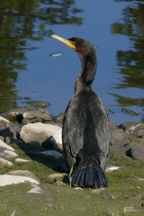 Fonds d'cran Animaux Oiseaux - Cormorans Oiseaux/Cormoran  aigrettes