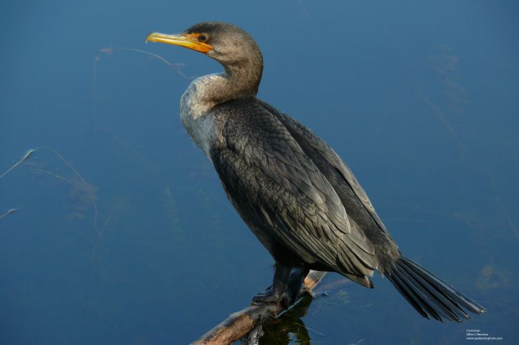 Fonds d'cran Animaux Oiseaux - Cormorans Oiseaux/Cormoran  aigrettes