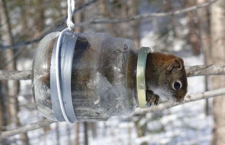 Fonds d'cran Animaux Rongeurs - Ecureuils cureuil