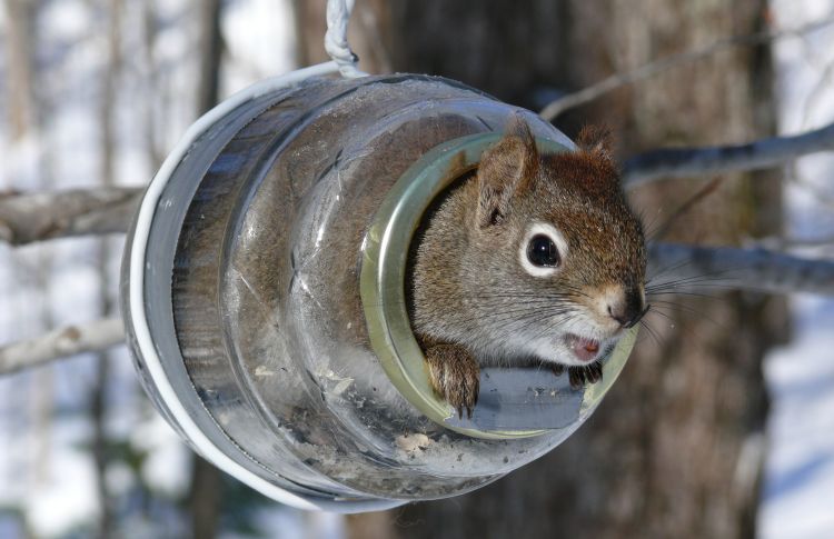 Wallpapers Animals Rodents - Squirrels cureuil