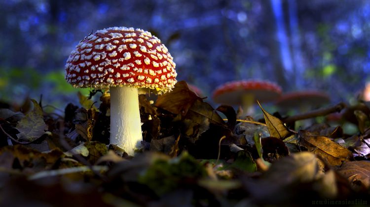 Fonds d'cran Nature Champignons Le champignon le plus beau.