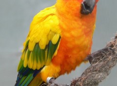  Animaux Conure soleil