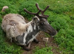  Animaux Caribou