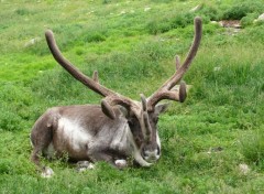  Animaux Caribou