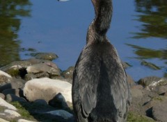  Animals Oiseaux/Cormoran  aigrettes