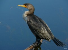  Animals Oiseaux/Cormoran  aigrettes