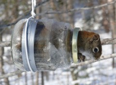  Animaux cureuil