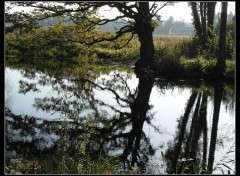  Nature joli reflet 