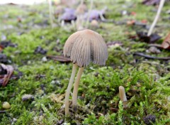  Nature champignon