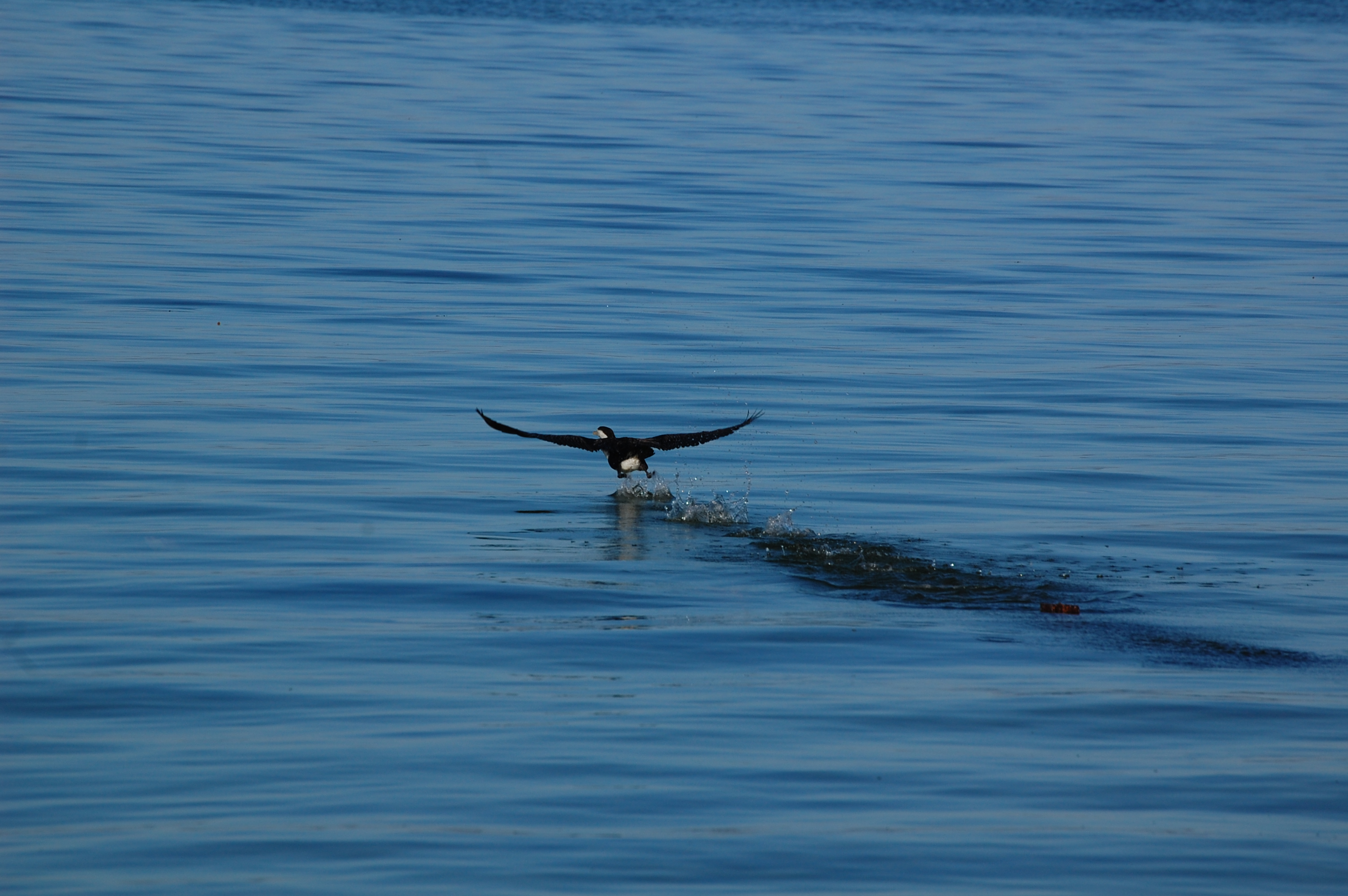 Wallpapers Animals Birds - Ducks canard