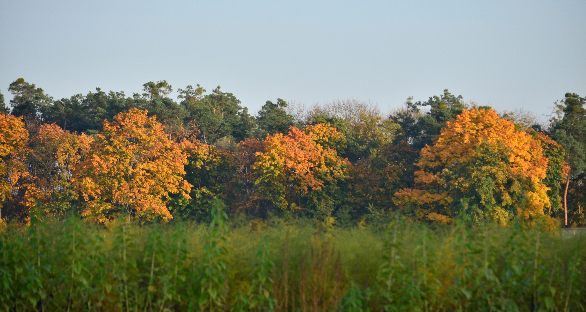 Fonds d'cran Nature Saisons - Automne 