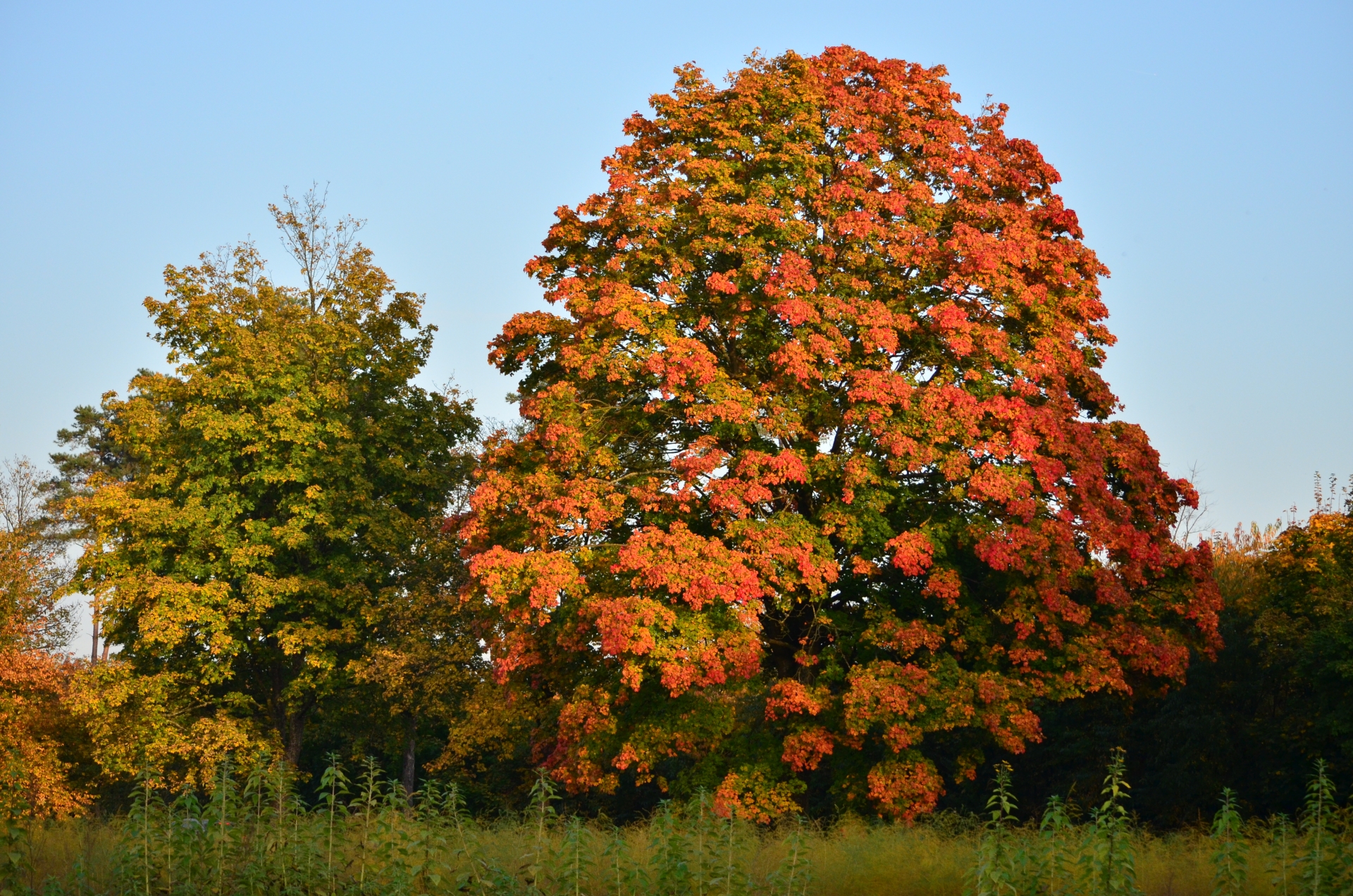 Wallpapers Nature Seasons - Fall 