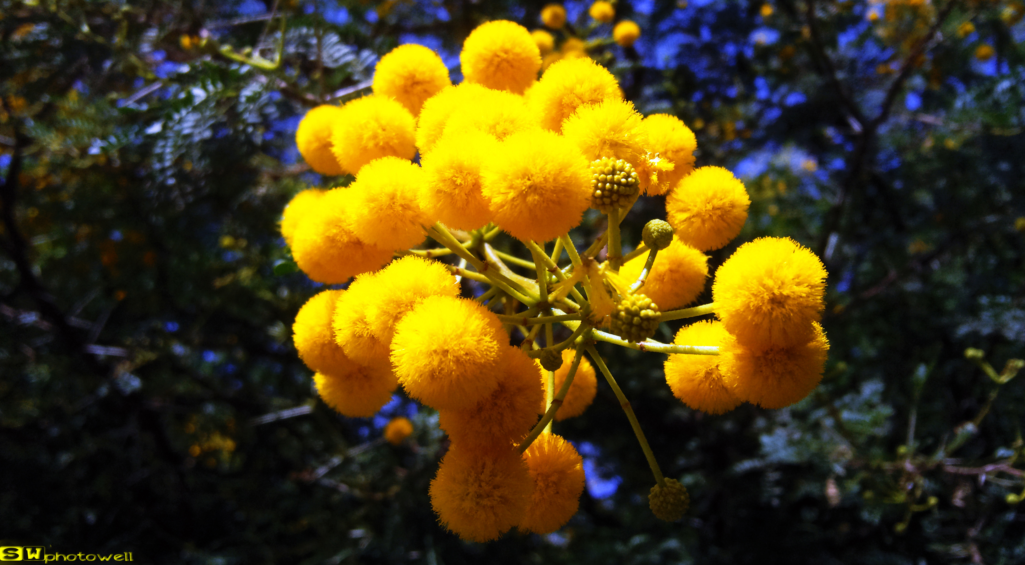 Wallpapers Nature Flowers fleurs jaune