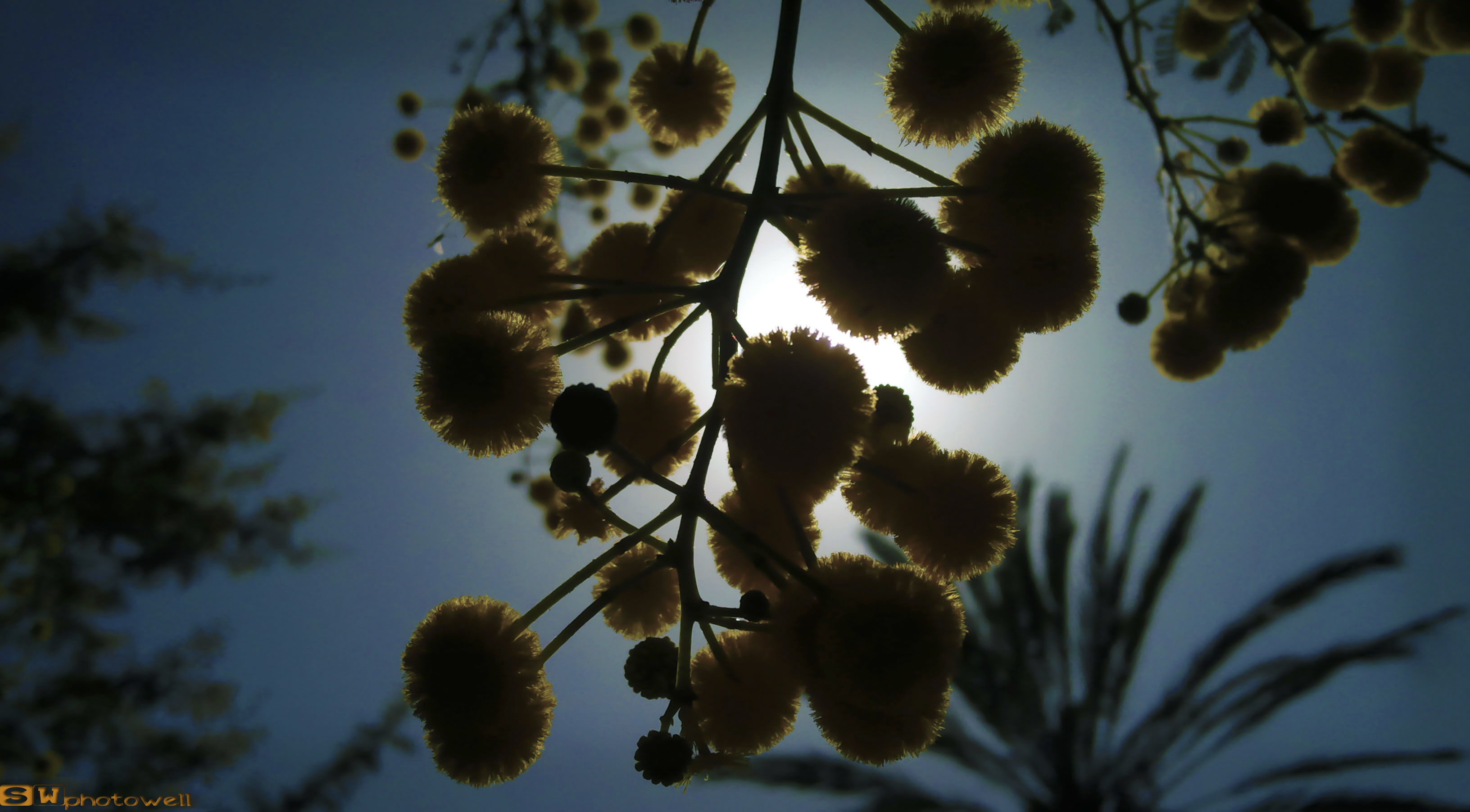 Fonds d'cran Nature Fleurs fleurs jaune