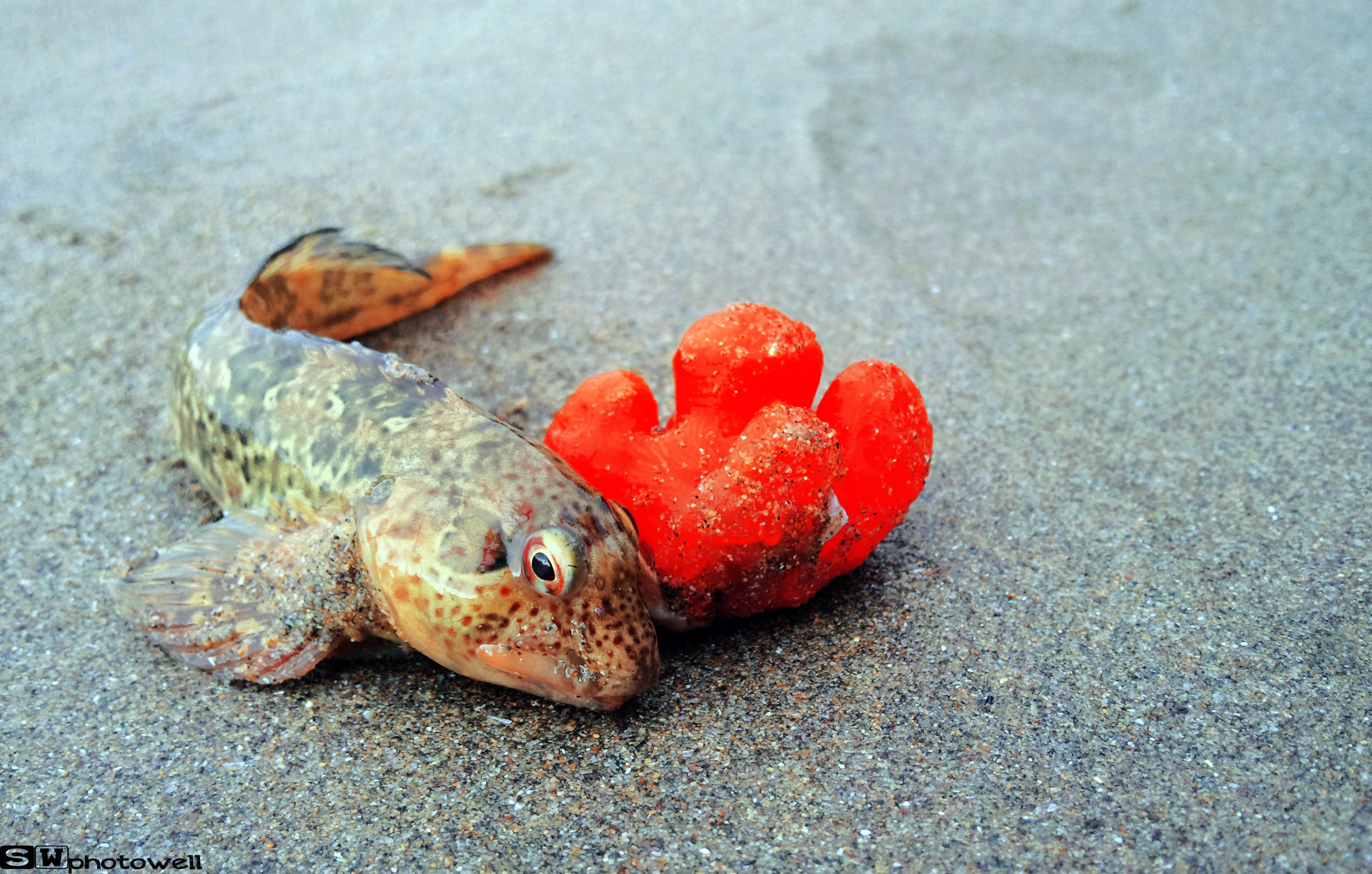 Fonds d'cran Animaux Vie marine - Poissons mer vivante