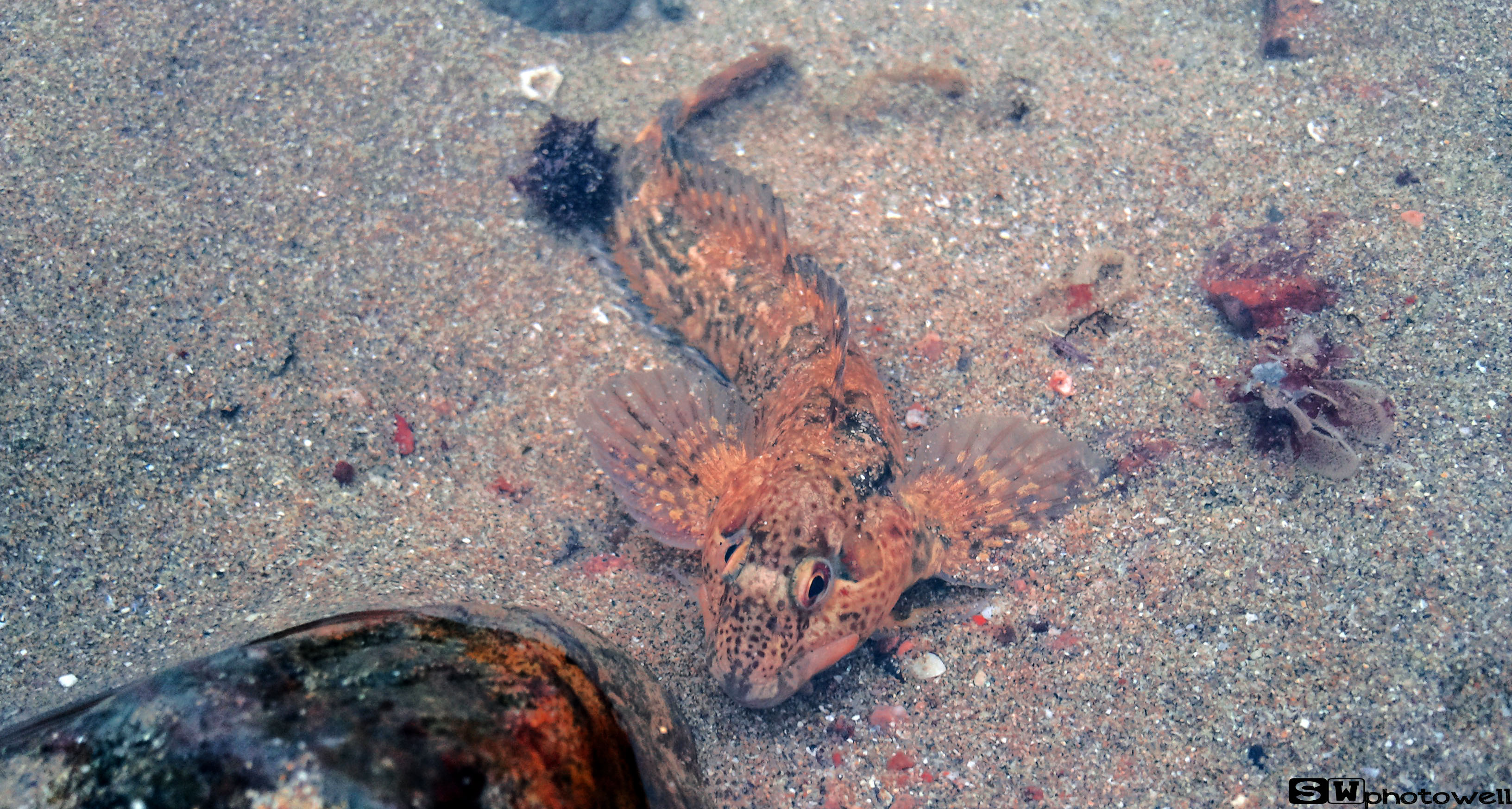 Fonds d'cran Animaux Vie marine - Poissons mer vivante