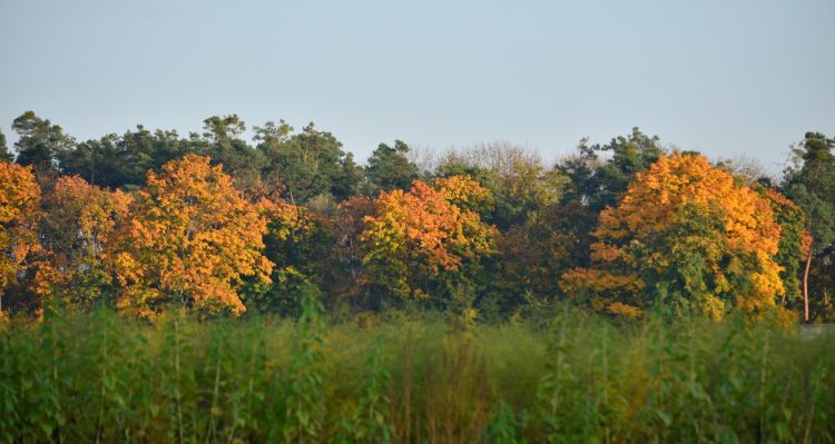 Fonds d'cran Nature Saisons - Automne Wallpaper N319567