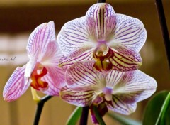  Nature Orchidée