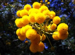  Nature fleurs jaune