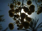  Nature fleurs jaune