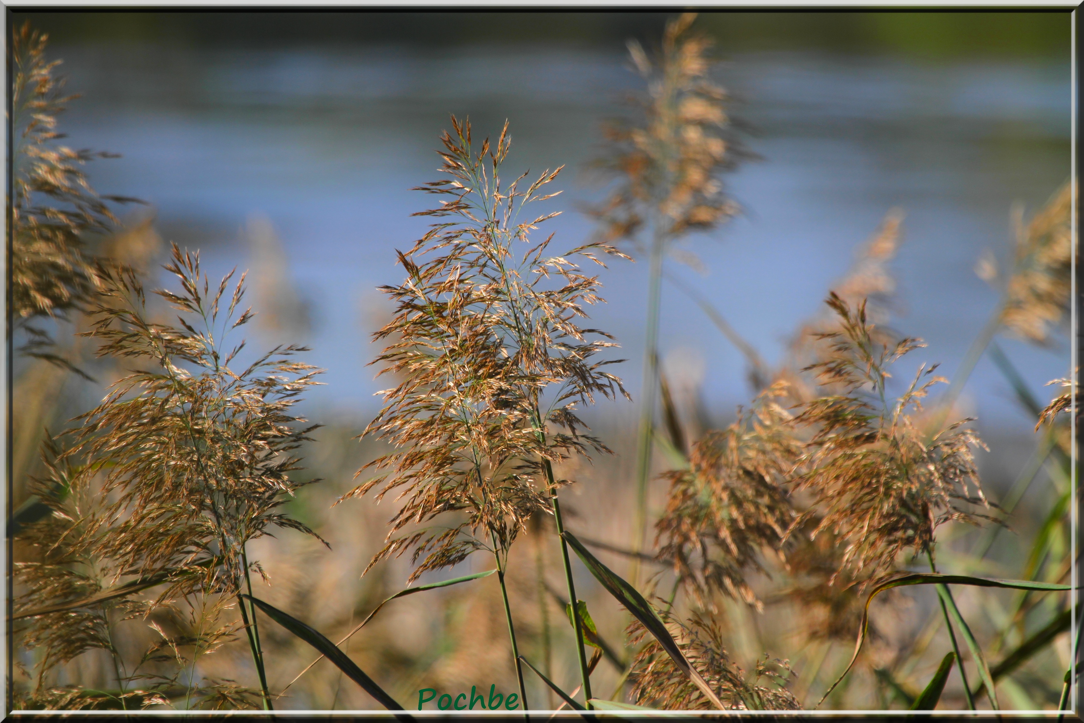 Wallpapers Nature Herbs 