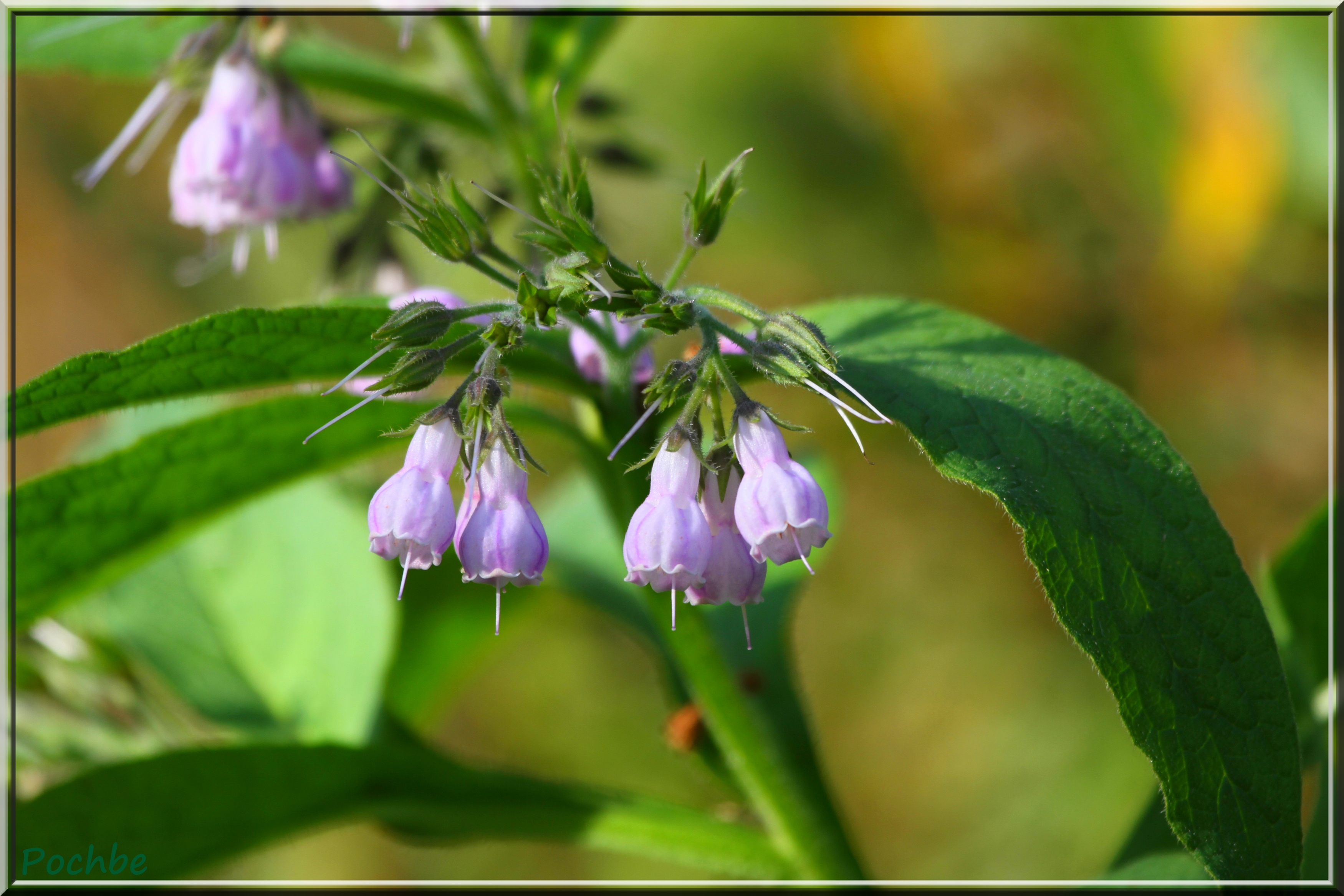 Wallpapers Nature Flowers 