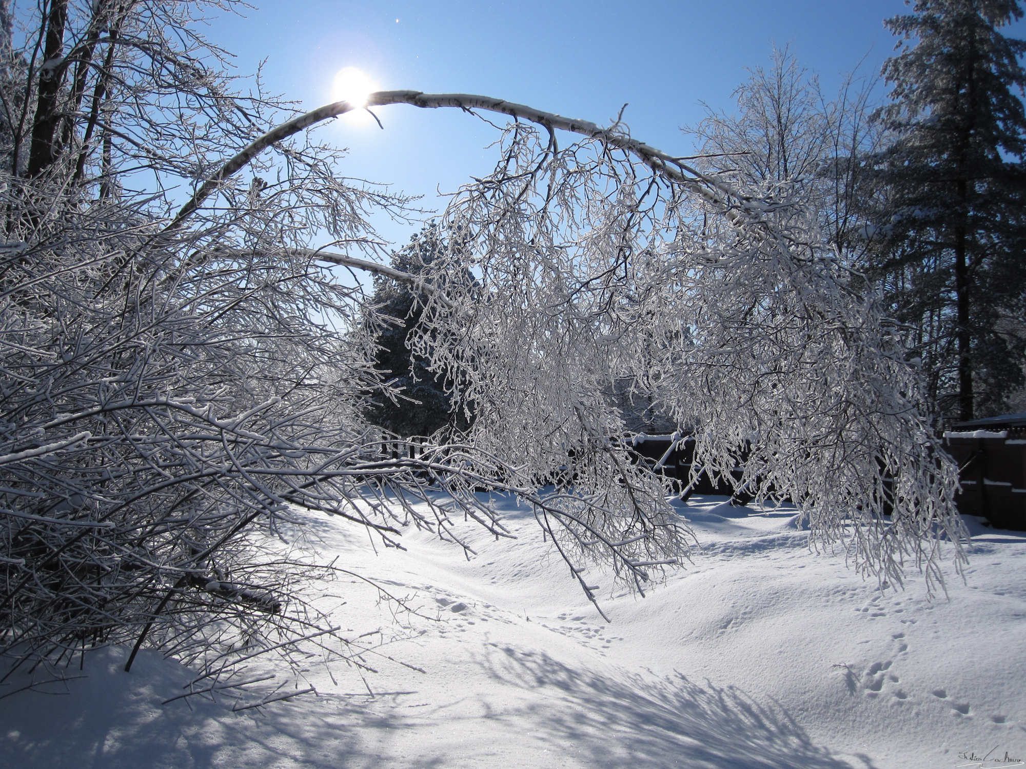 Wallpapers Nature Saisons - Winter le poid de l'hiver