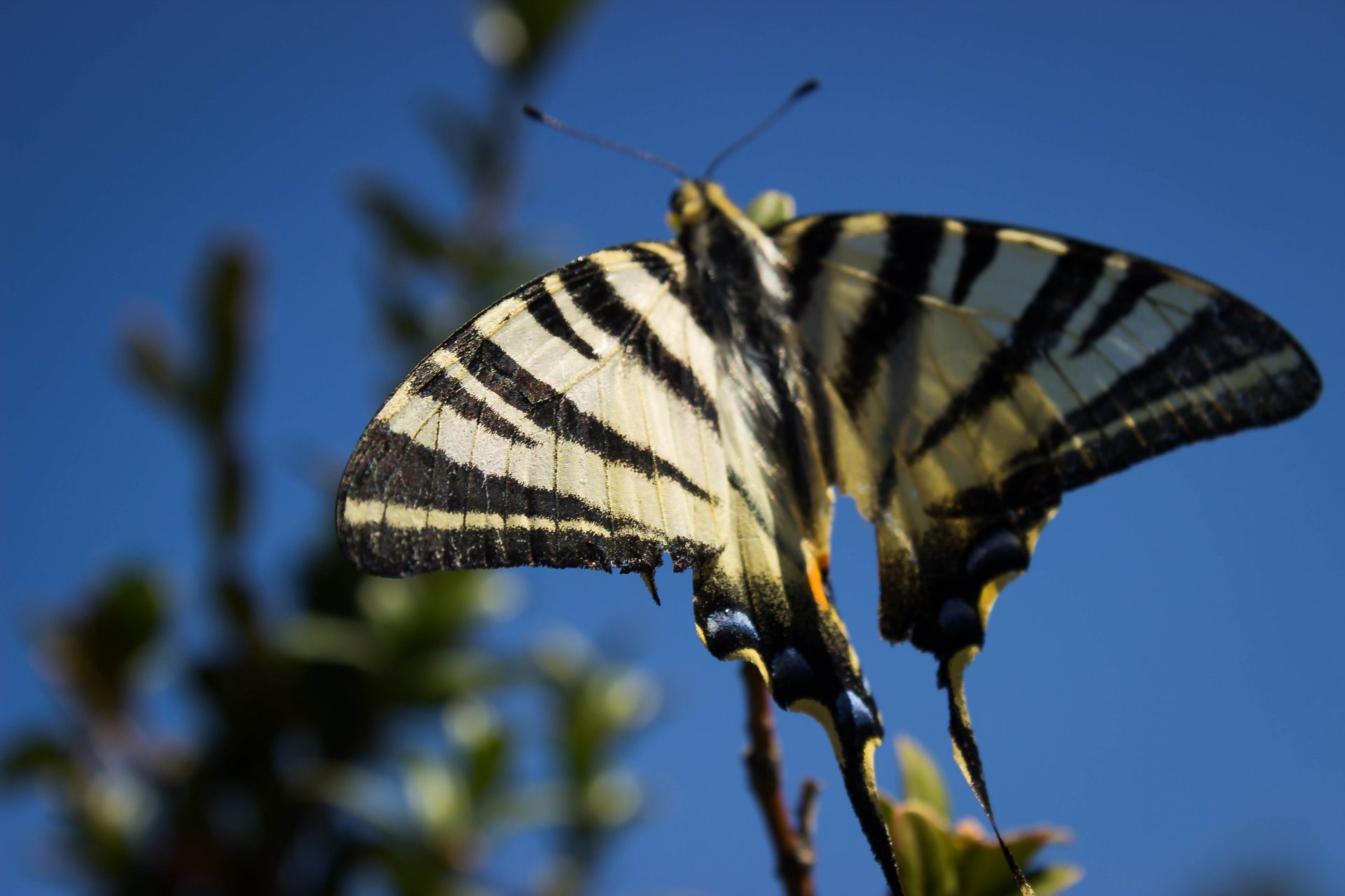 Fonds d'cran Animaux Insectes - Papillons Planance