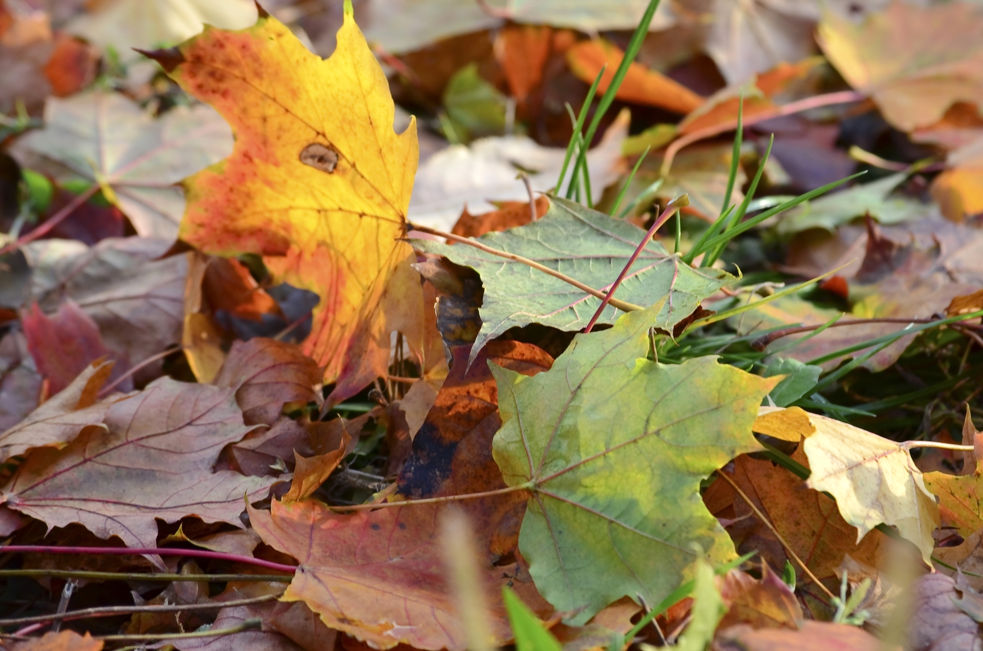 Fonds d'cran Nature Saisons - Automne 