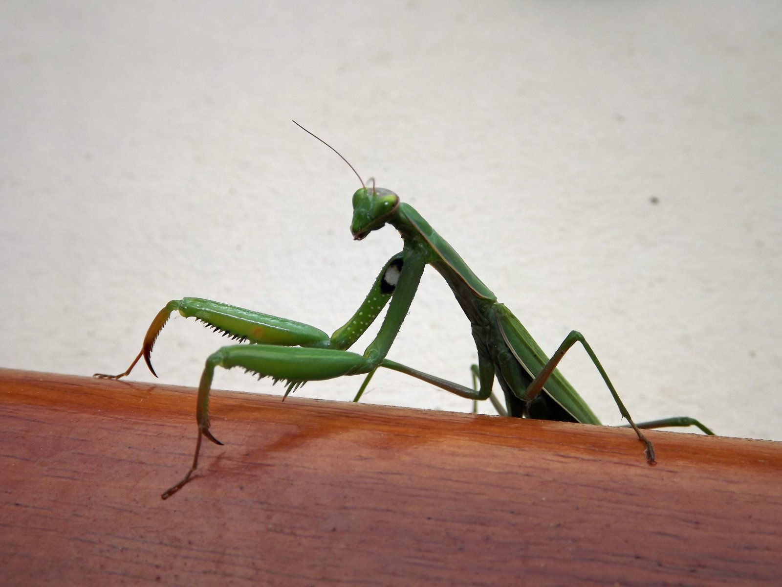 Fonds d'cran Animaux Insectes - Mantes religieuses la mante religieuse