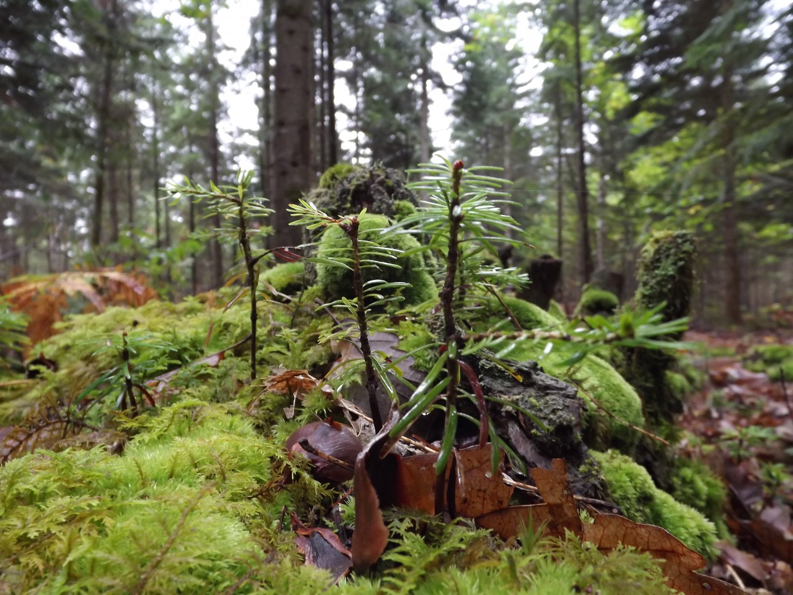 Wallpapers Nature Moss - Lichens les mousses des sous bois