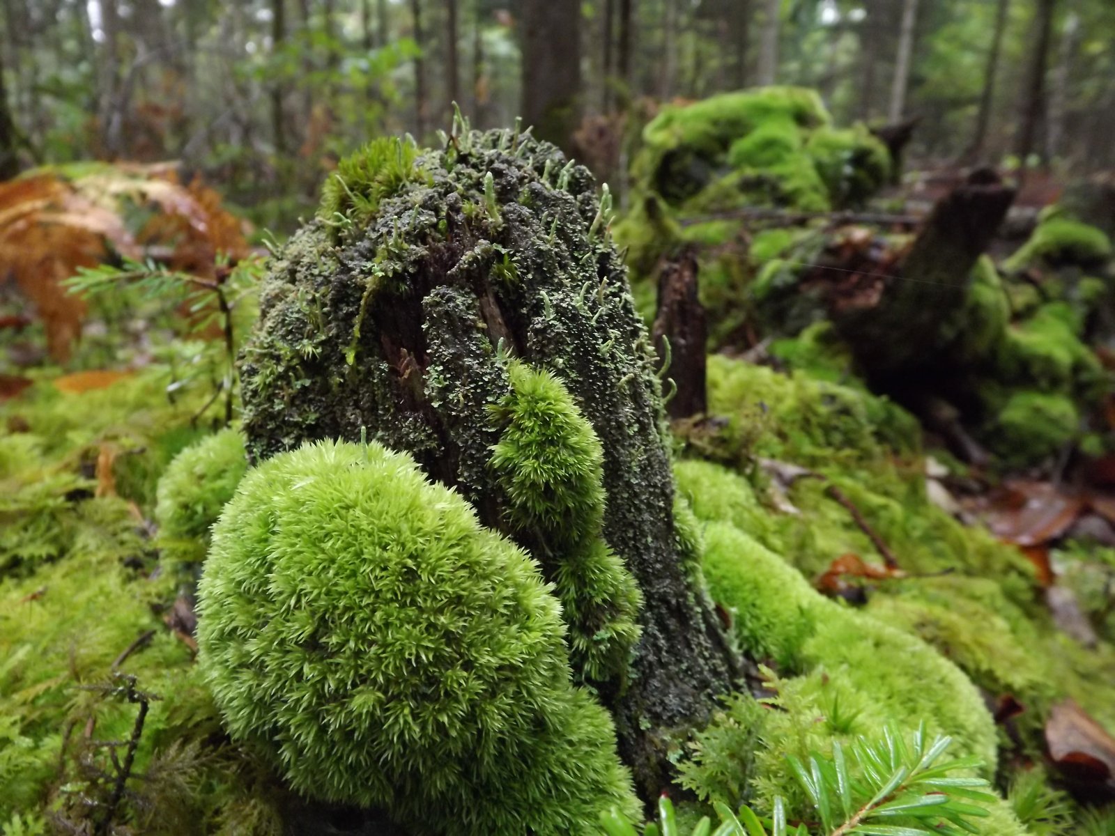 Wallpapers Nature Moss - Lichens les mousses des sous bois