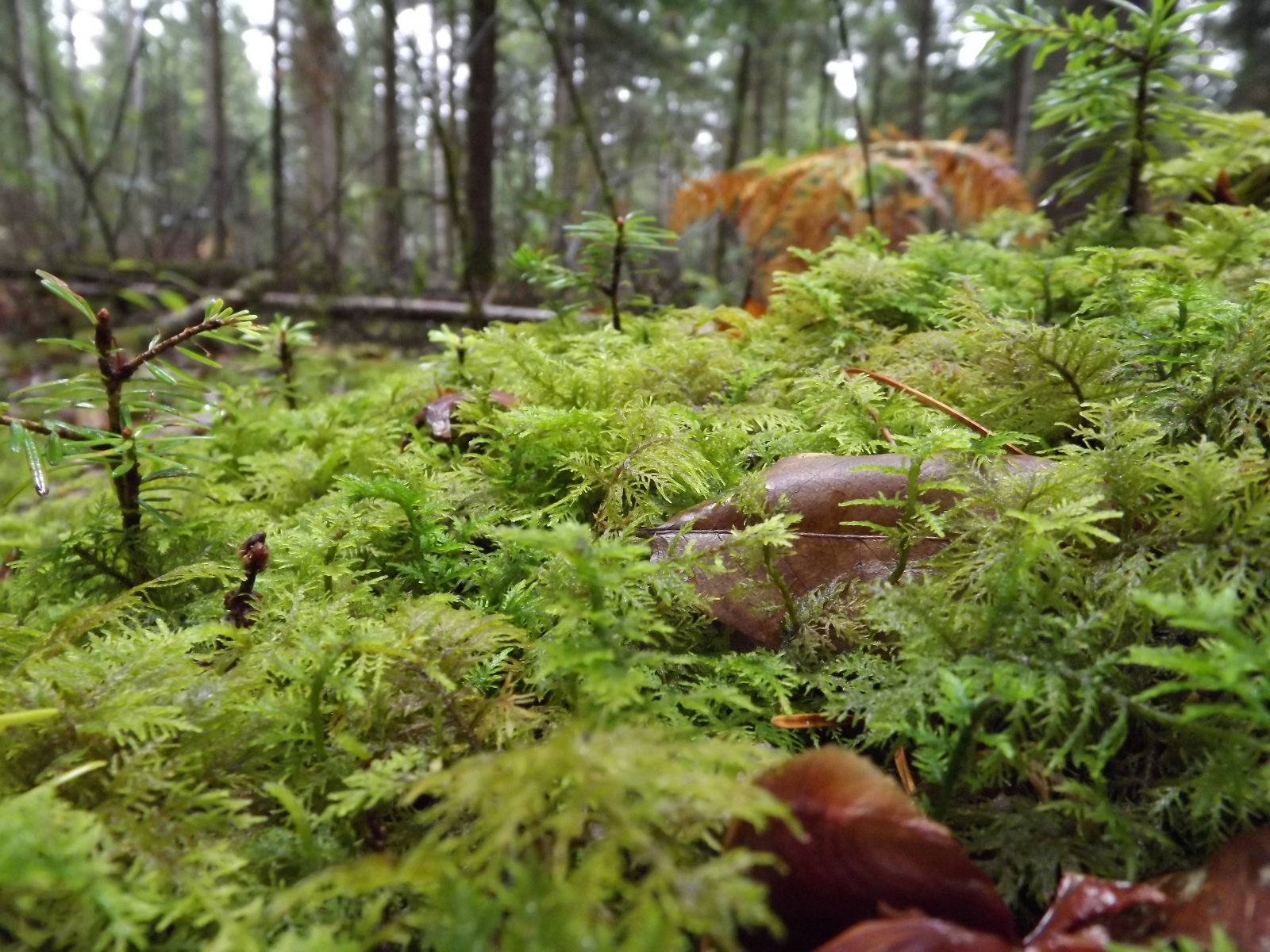 Wallpapers Nature Moss - Lichens les mousses des sous bois